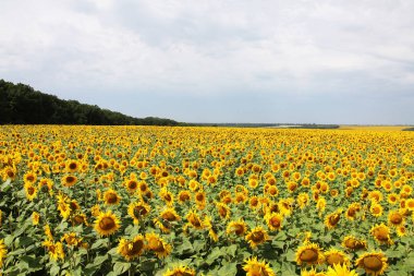 Panorama ayçiçeği çiçeklenme görünüm alanı