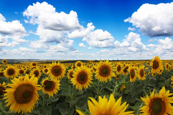 Panorama View Blooming Sunflower Field — Stock Photo, Image