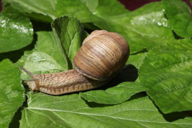 kahverengi salyangoz çim ve yaprakları arasında yavaş