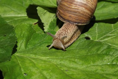 kahverengi salyangoz çim ve yaprakları arasında yavaş