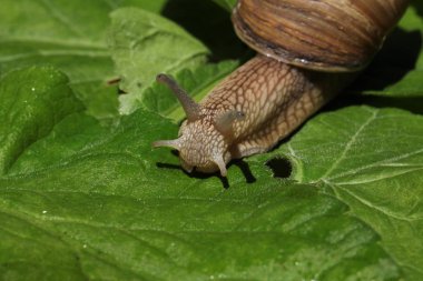 kahverengi salyangoz çim ve yaprakları arasında yavaş