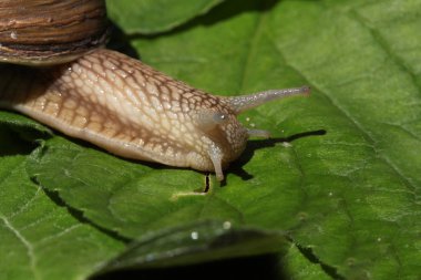 kahverengi salyangoz çim ve yaprakları arasında yavaş