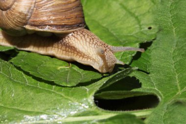 kahverengi salyangoz çim ve yaprakları arasında yavaş
