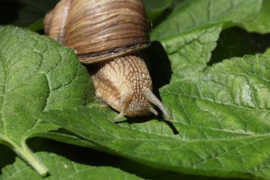 kahverengi salyangoz çim ve yaprakları arasında yavaş