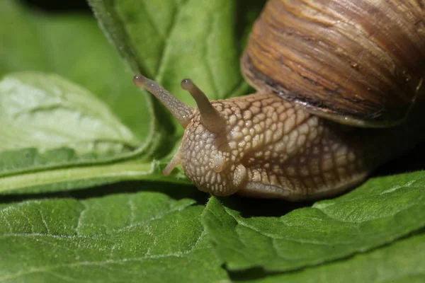 草や葉の間で低速移動茶色のカタツムリ — ストック写真