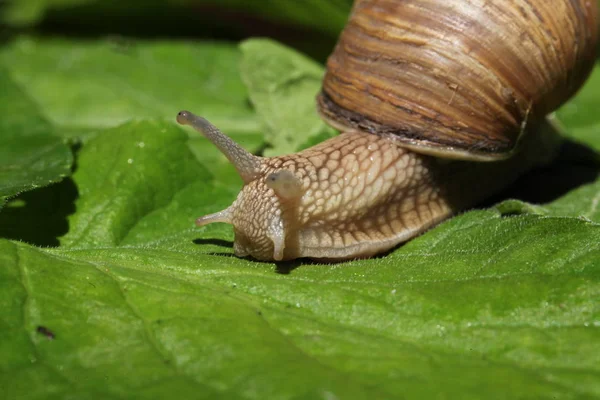 Caracol Marrom Lento Entre Grama Folhas — Fotografia de Stock