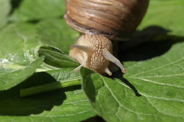 Escargot Brun Déplaçant Lentement Parmi Herbe Les Feuilles — Photo