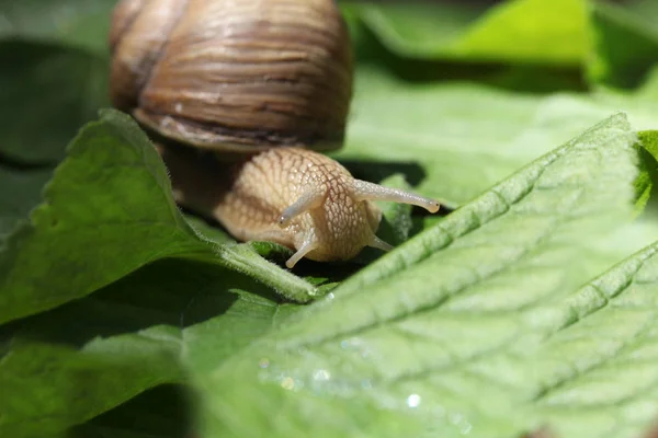 草や葉の間で低速移動茶色のカタツムリ — ストック写真