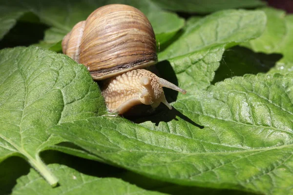 草や葉の間で低速移動茶色のカタツムリ — ストック写真