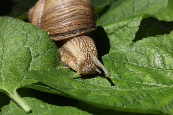 Lumaca Bruna Che Muove Lentamente Tra Erba Foglie — Foto Stock