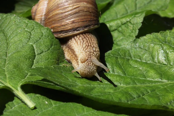 Escargot Brun Déplaçant Lentement Parmi Herbe Les Feuilles — Photo