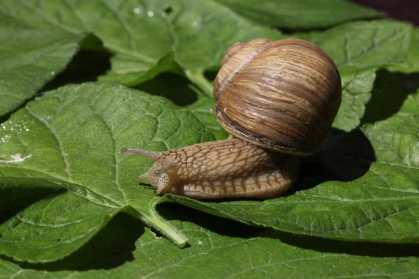 草や葉の間で低速移動茶色のカタツムリ — ストック写真