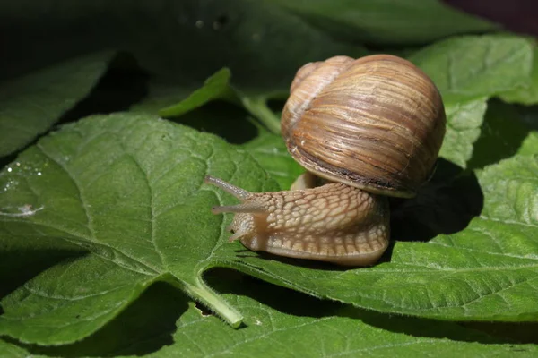 草や葉の間で低速移動茶色のカタツムリ — ストック写真