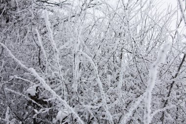 Kış zamanı doğa karla kaplıdır.