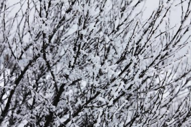 Kış zamanı doğa karla kaplıdır.