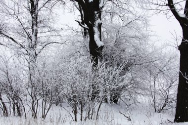 Kış zamanı doğa karla kaplıdır.