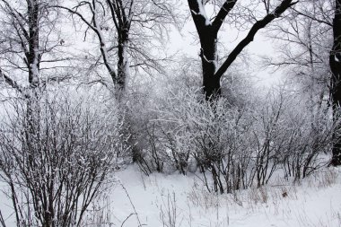 Kış zamanı doğa karla kaplıdır.