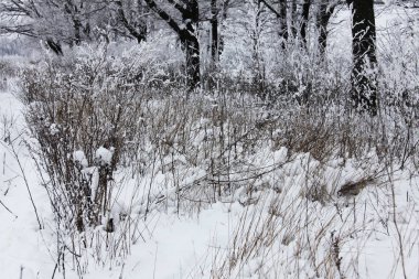 Kış zamanı doğa karla kaplıdır.