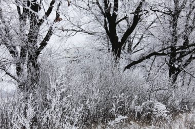 Kış zamanı doğa karla kaplıdır.
