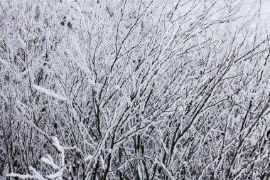 Kış zamanı doğa karla kaplıdır.
