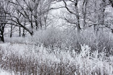 Kış zamanı doğa karla kaplıdır.