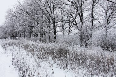 Kış zamanı doğa karla kaplıdır.