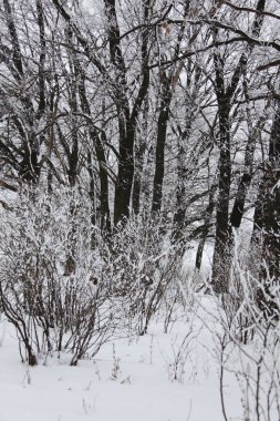 Kış zamanı doğa karla kaplıdır.