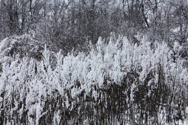 Kış zamanı doğa karla kaplıdır.
