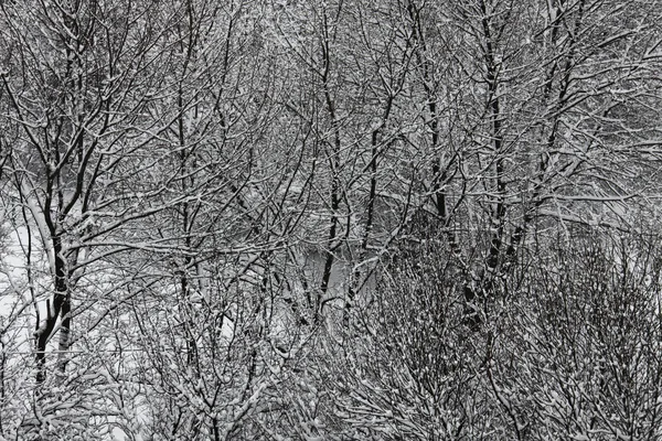 Natureza Tempo Inverno Coberto Neve — Fotografia de Stock