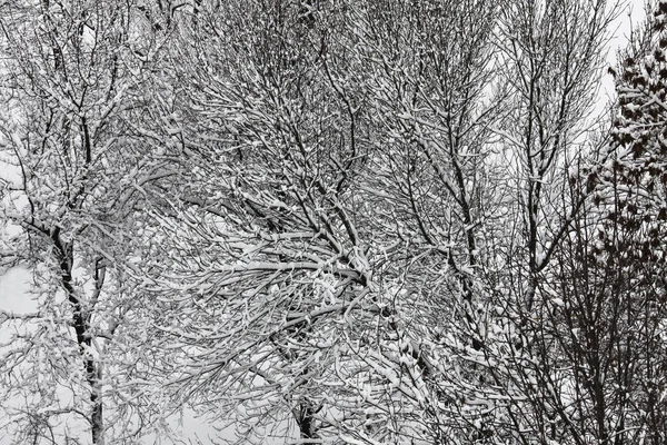 Natura Zimą Pokryta Śniegiem — Zdjęcie stockowe