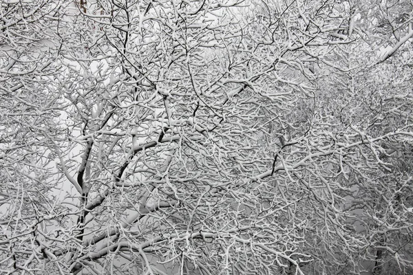 Nature Hiver Couvert Neige — Photo