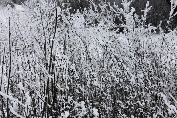 Natura Zimą Pokryta Śniegiem — Zdjęcie stockowe