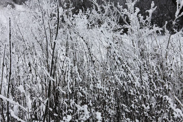 Naturaleza Invierno Cubierta Nieve —  Fotos de Stock