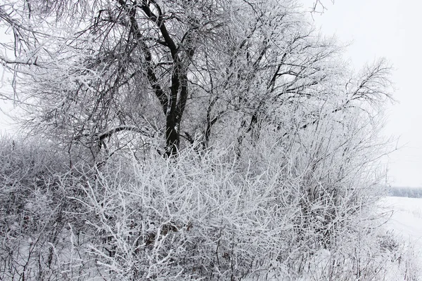 Natur Vintern Täckt Med Snö — Stockfoto