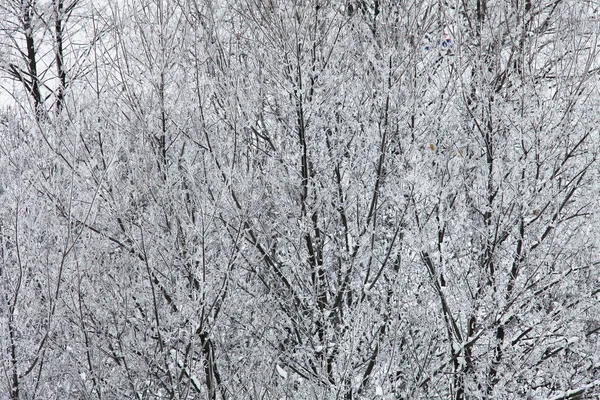 Natureza Tempo Inverno Coberto Neve — Fotografia de Stock