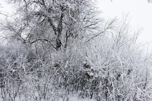 Natureza Tempo Inverno Coberto Neve — Fotografia de Stock