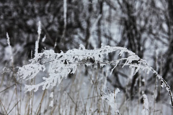 冬季被雪覆盖的自然 — 图库照片