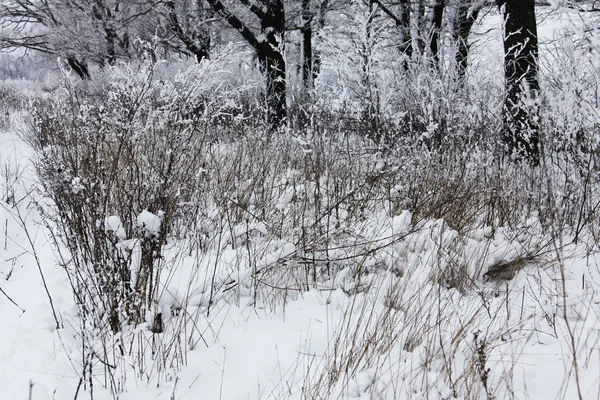 Kış Zamanı Doğa Karla Kaplıdır — Stok fotoğraf