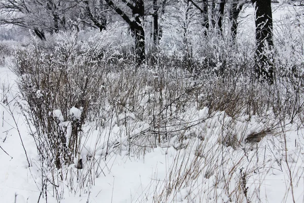 Natur Winter Mit Schnee Bedeckt — Stockfoto