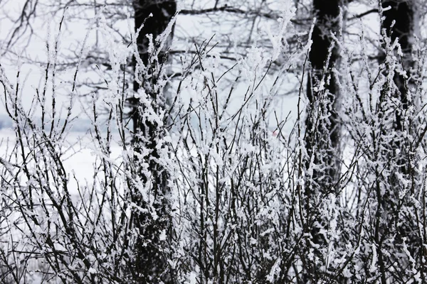 Naturaleza Invierno Cubierta Nieve —  Fotos de Stock