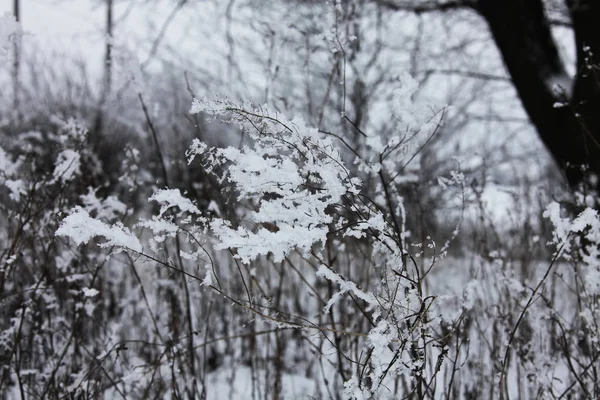 Natureza Tempo Inverno Coberto Neve — Fotografia de Stock