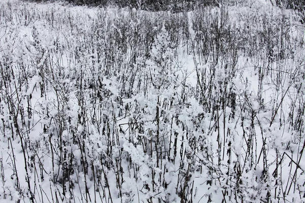 Természet Télen Borított — Stock Fotó