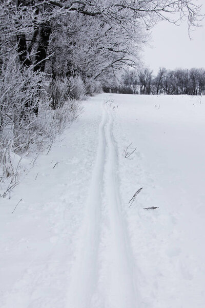 nature in winter time covered with snow