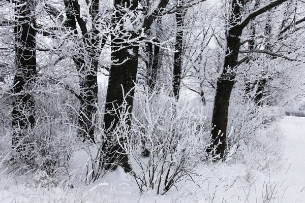 Natur Vintern Täckt Med Snö — Stockfoto