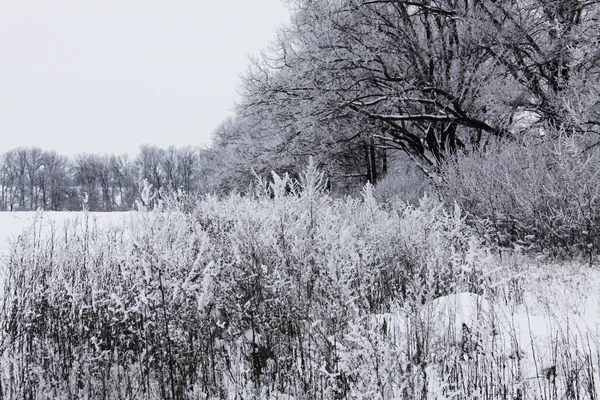 雪に覆われた冬の自然 — ストック写真