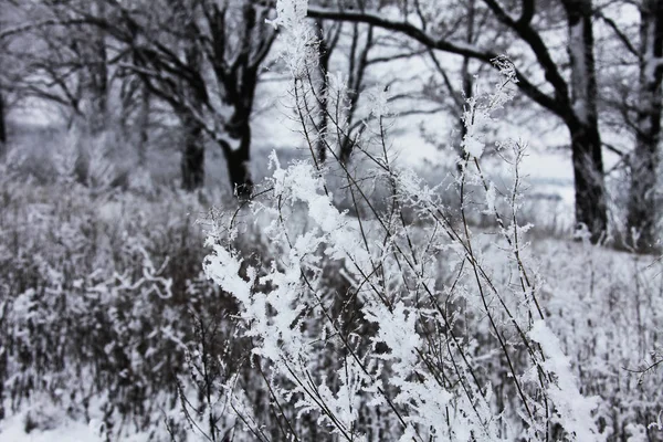 Natura Zimą Pokryta Śniegiem — Zdjęcie stockowe