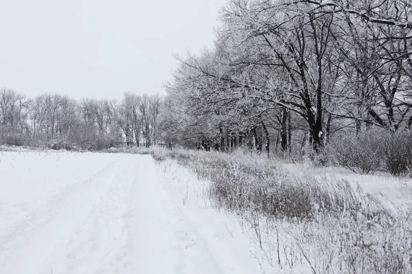 Natur Vintern Täckt Med Snö — Stockfoto