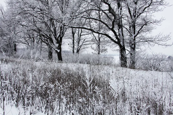 Natureza Tempo Inverno Coberto Neve — Fotografia de Stock