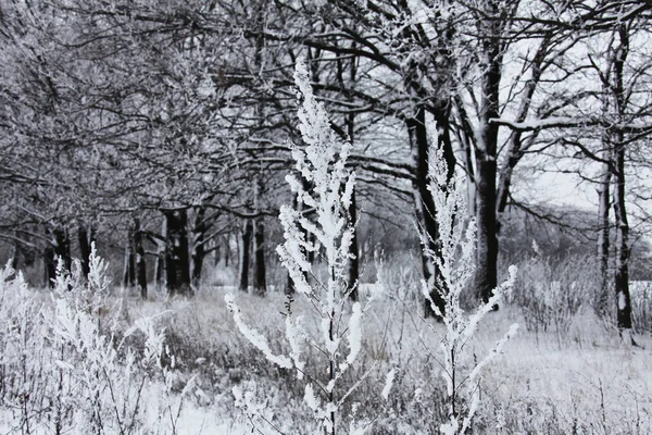 Natur Vintern Täckt Med Snö — Stockfoto