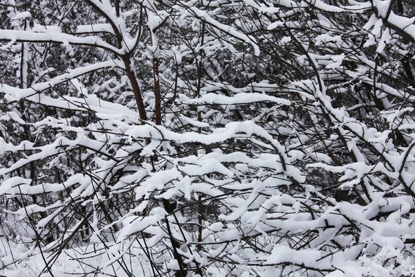 Természet Télen Borított — Stock Fotó